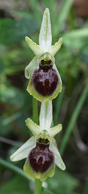 Ophrys del Gargano identificazione